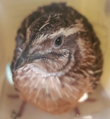 Coturnix
