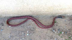 Masticophis flagellum piceus