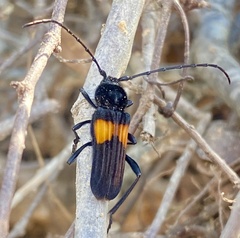 Tragidion coquus