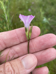 Ipomoea × leucantha
