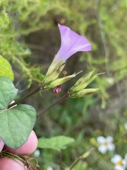 Ipomoea × leucantha