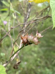 Ipomoea × leucantha