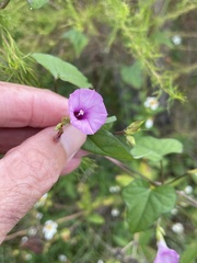 Ipomoea × leucantha