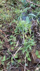 Dichanthelium scabriusculum