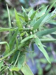 Dichanthelium scabriusculum