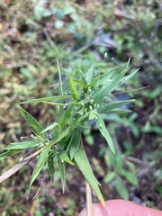 Dichanthelium scabriusculum