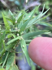 Dichanthelium scabriusculum