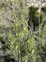 Dicerothamnus