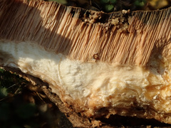 Spongipellis spumeus