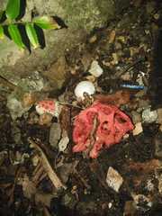 Clathrus