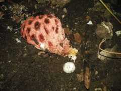 Clathrus