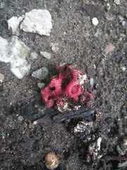 Clathrus