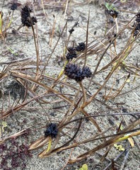 Juncus falcatus