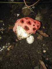 Clathrus crispus