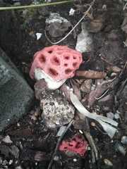 Clathrus