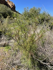 Notobubon tenuifolium