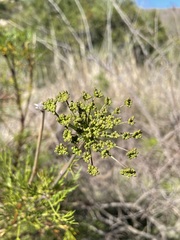 Notobubon tenuifolium