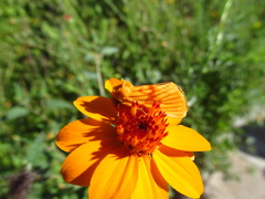 Eulithosia miaiphona