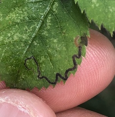 Stigmella anomalella