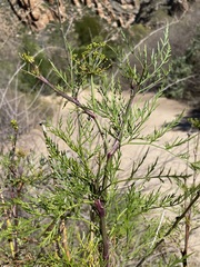 Notobubon tenuifolium