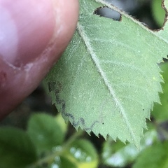 Stigmella anomalella