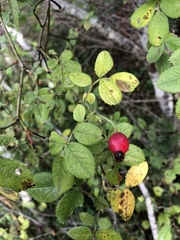 Stigmella anomalella