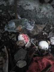 Clathrus crispus