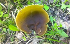 Peziza silvestris