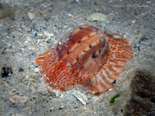 Colorful Moon Snail
