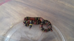 Pliocercus elapoides