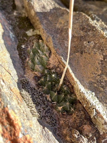 Haworthia mucronata