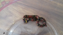 Pliocercus elapoides