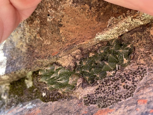 Image of Haworthia mucronata by (c) Matt Berger, some rights reserved (CC BY)