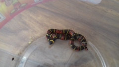 Pliocercus elapoides