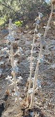 Dicoria canescens