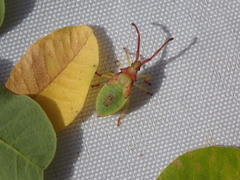 Plinachtus imitator