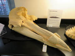 Hubbs' Beaked Whale photo 3