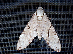 Manduca andicola