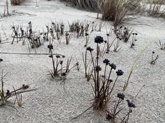 Juncus falcatus