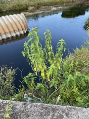 Boehmeria cylindrica image