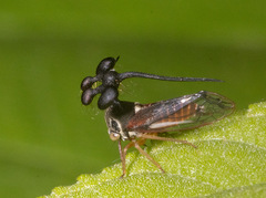 Bocydium globulare