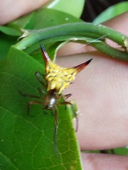 Micrathena acuta