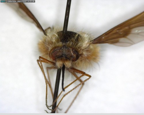 iNaturalist observation photo of Greater Bee Flies