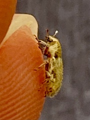 Microlarinus lypriformis