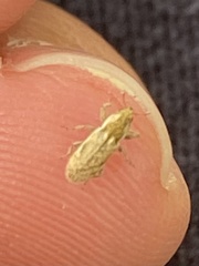 Microlarinus lypriformis