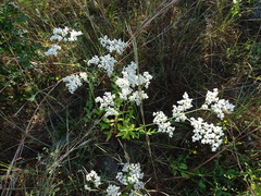 Eriogonum multiflorum