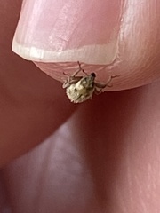 Microlarinus lypriformis