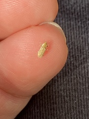 Microlarinus lypriformis