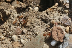 Pheidole hyatti