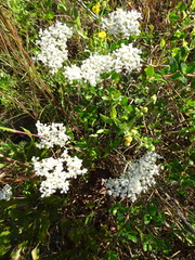 Eriogonum multiflorum